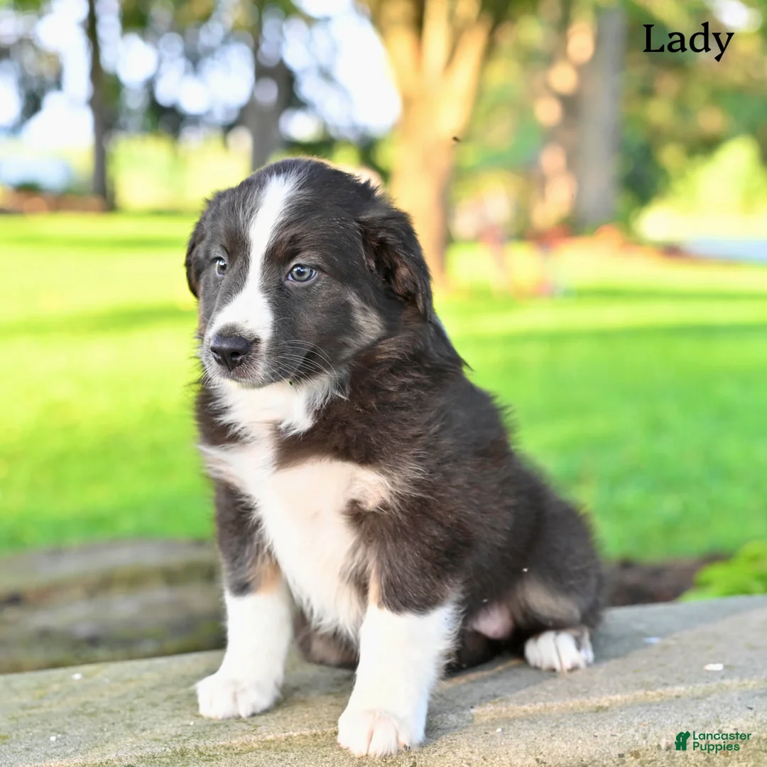 Australian Shepherd dogs for sale: Lady - Ad 2