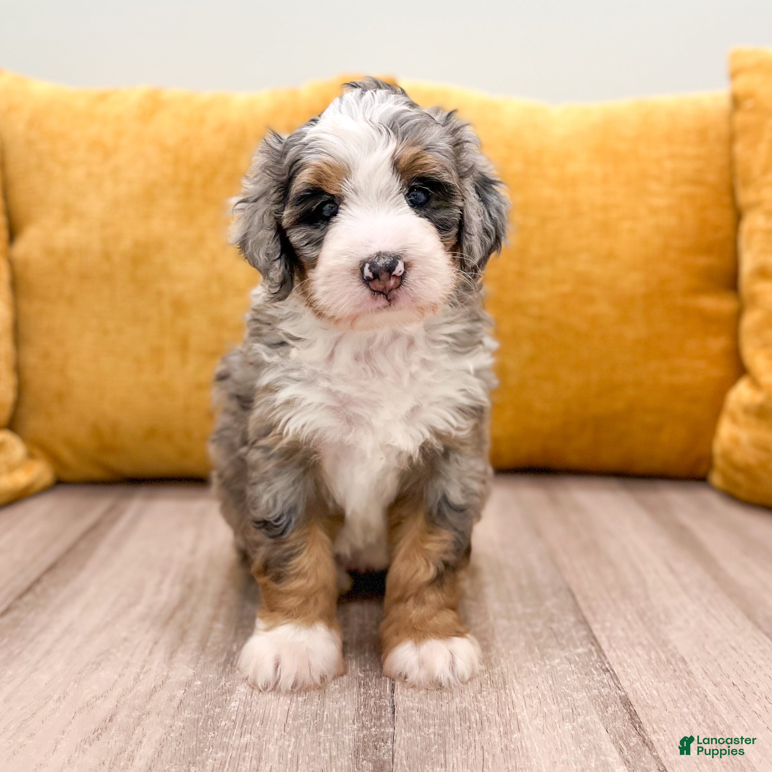 Mini Bernedoodle dogs Lexi - Ad 1