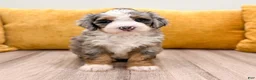 Mini Bernedoodle dogs for sale: Lexi - Ad 1