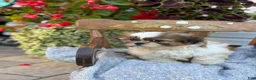 Shih Tzu dogs for sale: Sailor - Ad 2