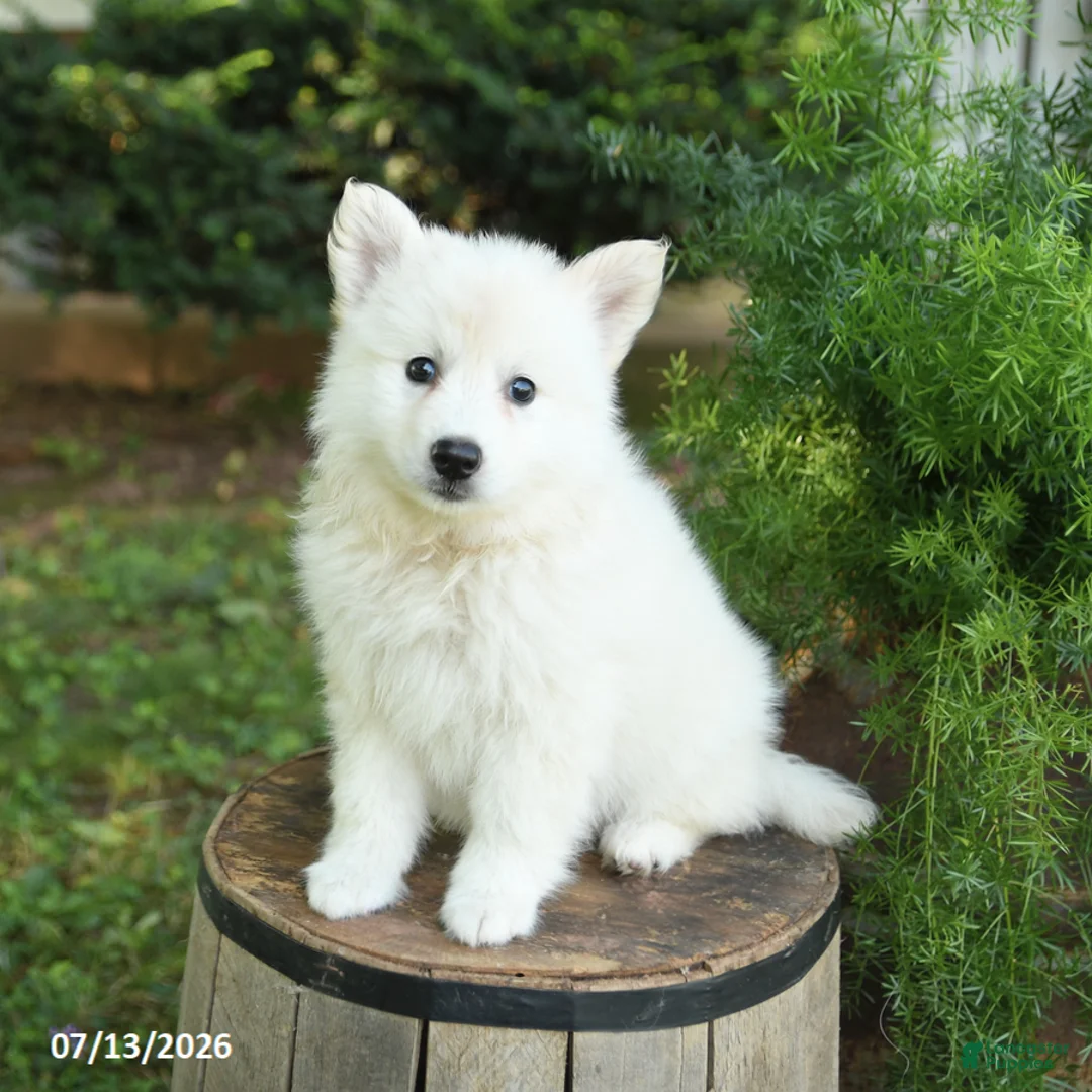 American Eskimo dogs for sale: Flora   - Ad 1