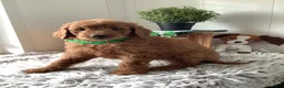 Goldendoodle dogs for sale: Goldendoodle 1 Rascal - f1b   - Ad 6