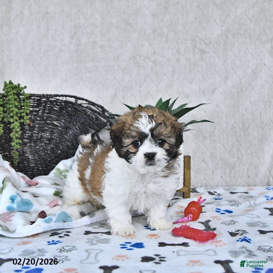 Shihpoo dogs Ariel  - Ad 2