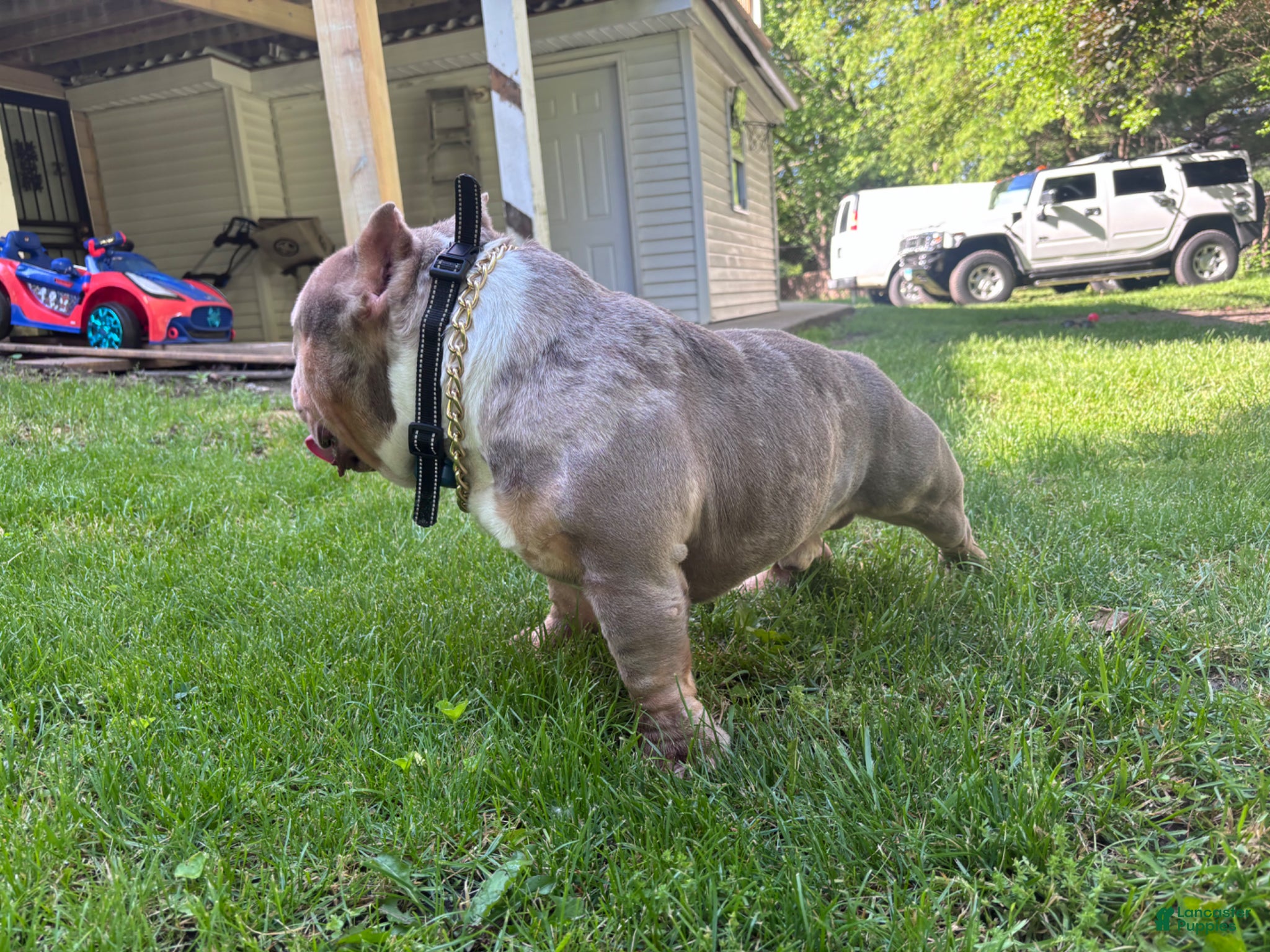 American Bully dogs for stud: America bully - Ad 3
