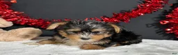 Yorkshire Terrier dogs for sale: Luke - Ad 3