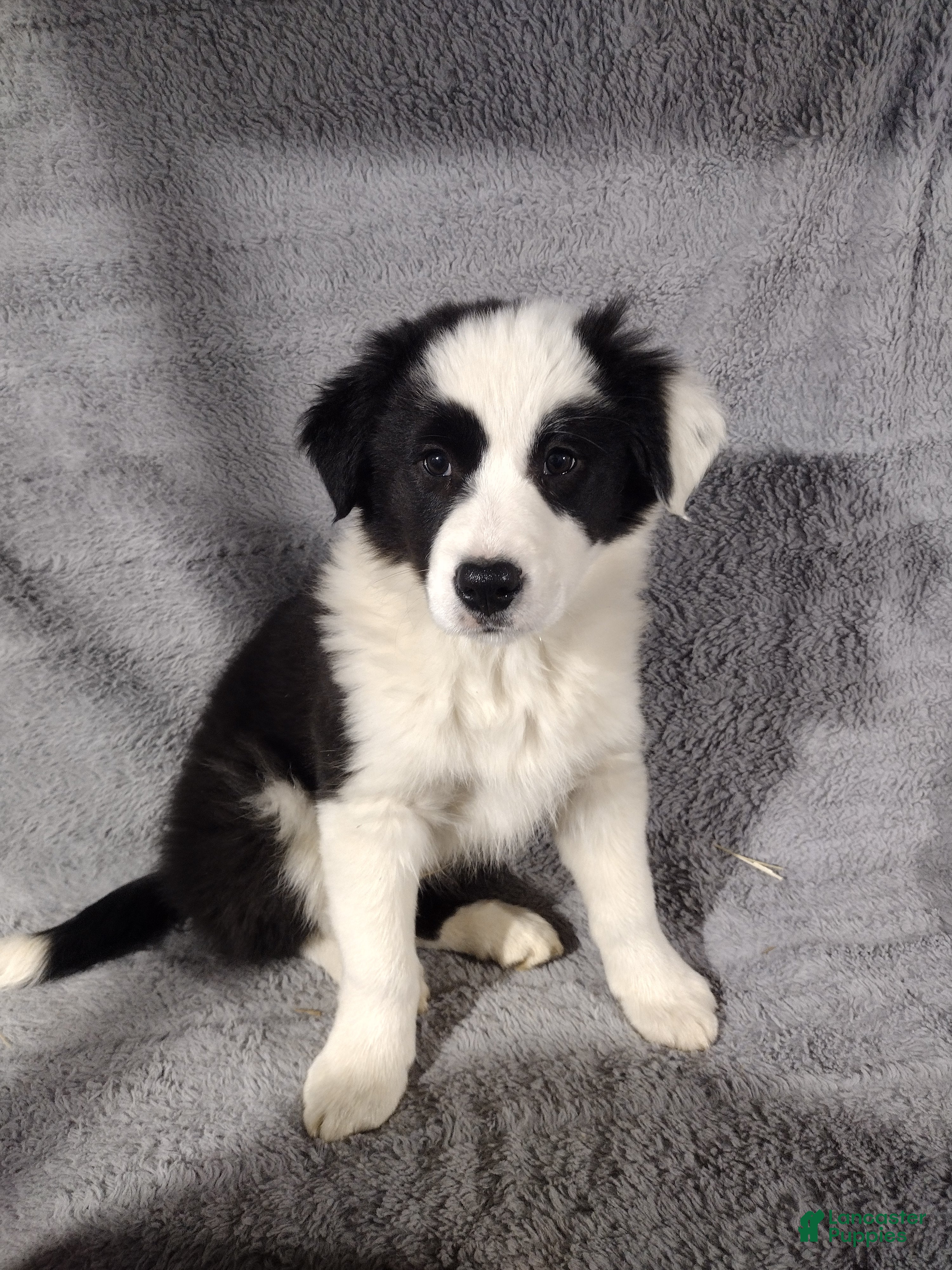 Border Collie dogs Benji  - Ad 36