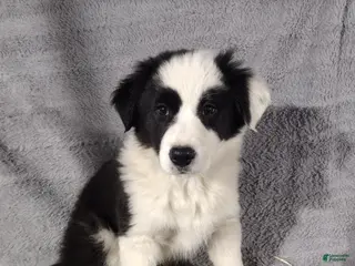 Border Collie dogs Benji - Ad 36