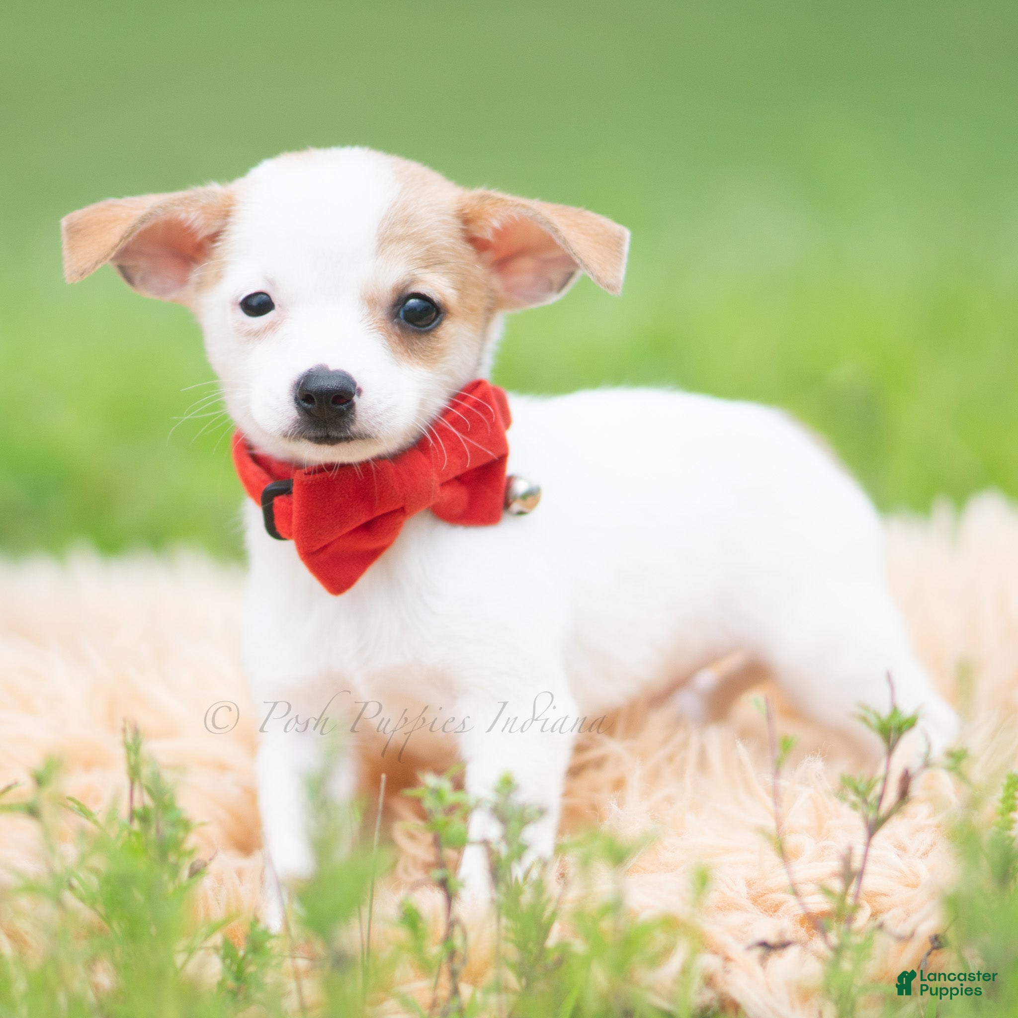Chihuahua dogs Chalupa - Ad 32