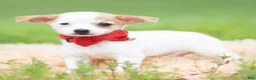 Chihuahua dogs for sale: Chalupa - Ad 1