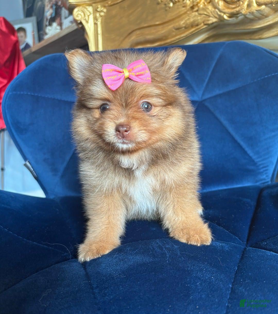 Pomeranian dogs for sale: Ciri - Ad 1