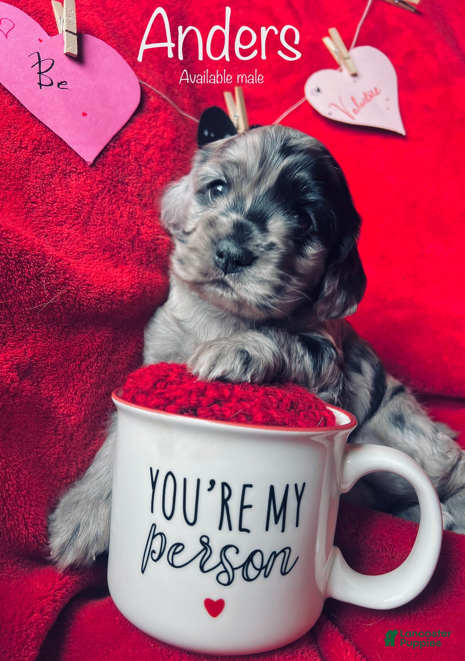 Cocker Spaniel dogs Anders - Ad 4