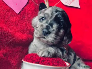 Cocker Spaniel dogs Anders - Ad 4