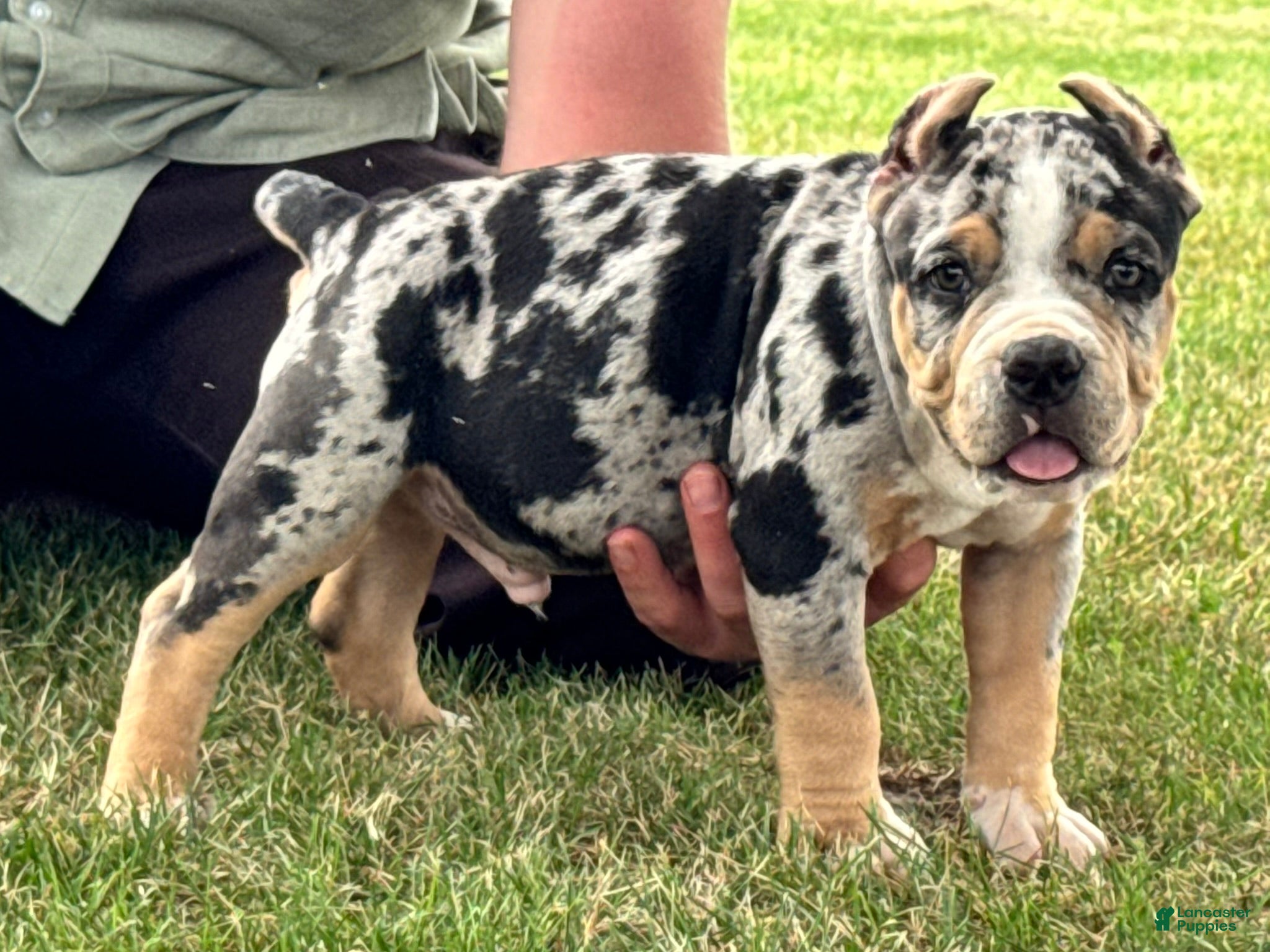 American Bully dogs Havoc - Ad 1