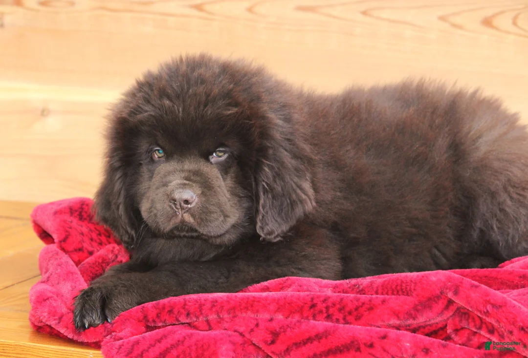 Newfoundland dogs for sale: Paisley-pending - Ad 5
