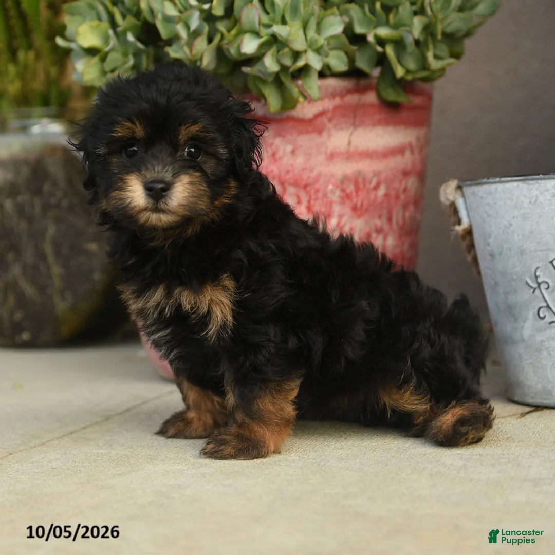 Havapoo dogs for sale: Alvin - Ad 2