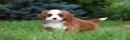 Cavapoo dogs for sale: Maverick - Ad 6