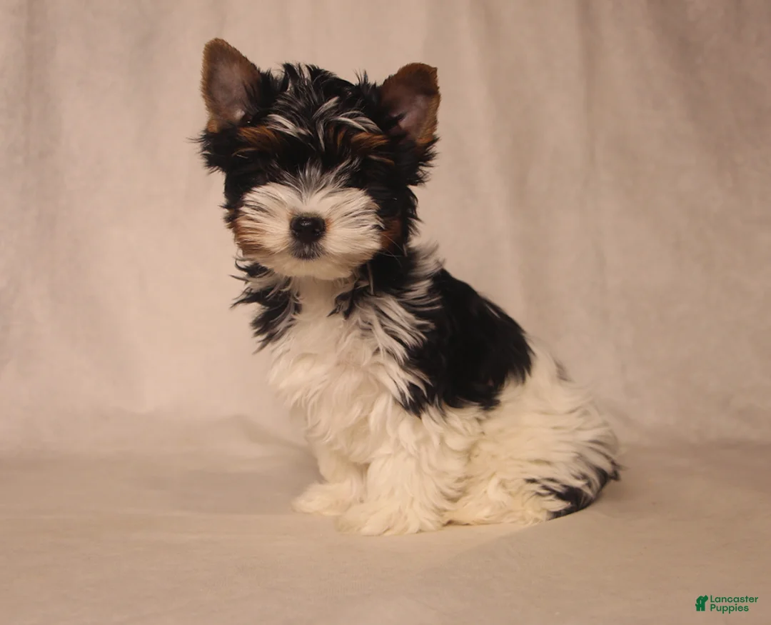Biewer Terrier dogs for sale: Tony - Ad 3