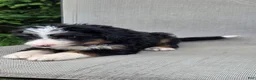 Bernedoodle dogs for sale: Bernedoodle Yellow - Ad 4