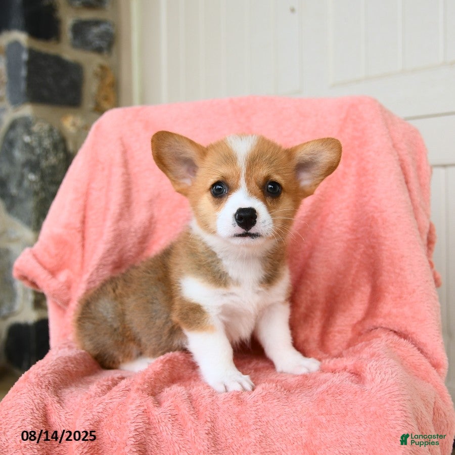 Adoption Enquiries Senior Corgi Adoption Things To Know About