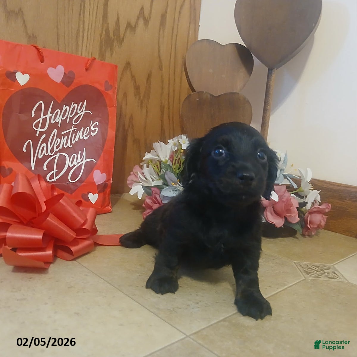 Miniature Dachshund dogs Sweetheart - Ad 31