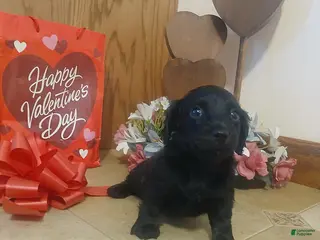 Miniature Dachshund dogs Sweetheart - Ad 31