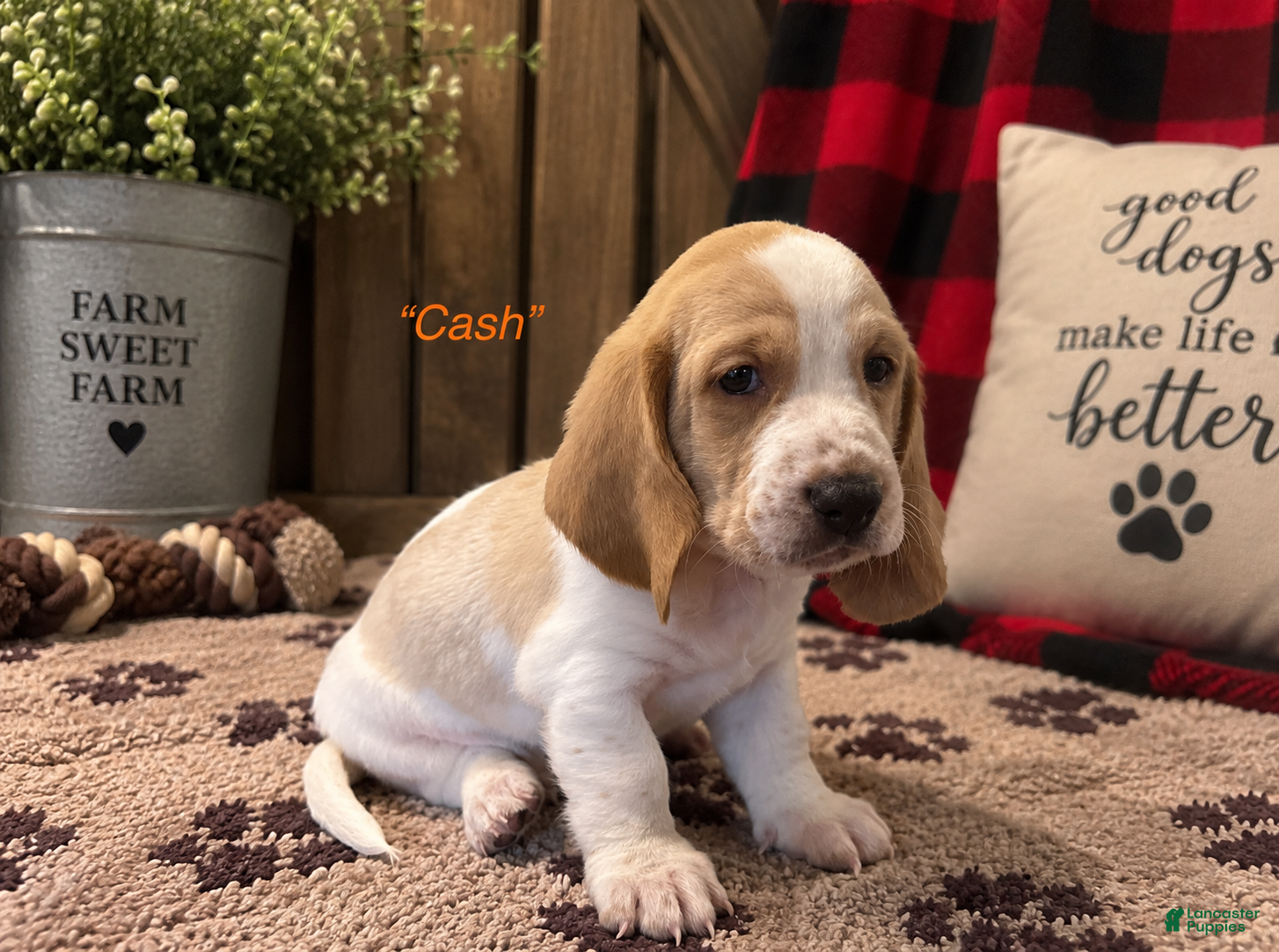 Basset Hound dogs Cash - Ad 1