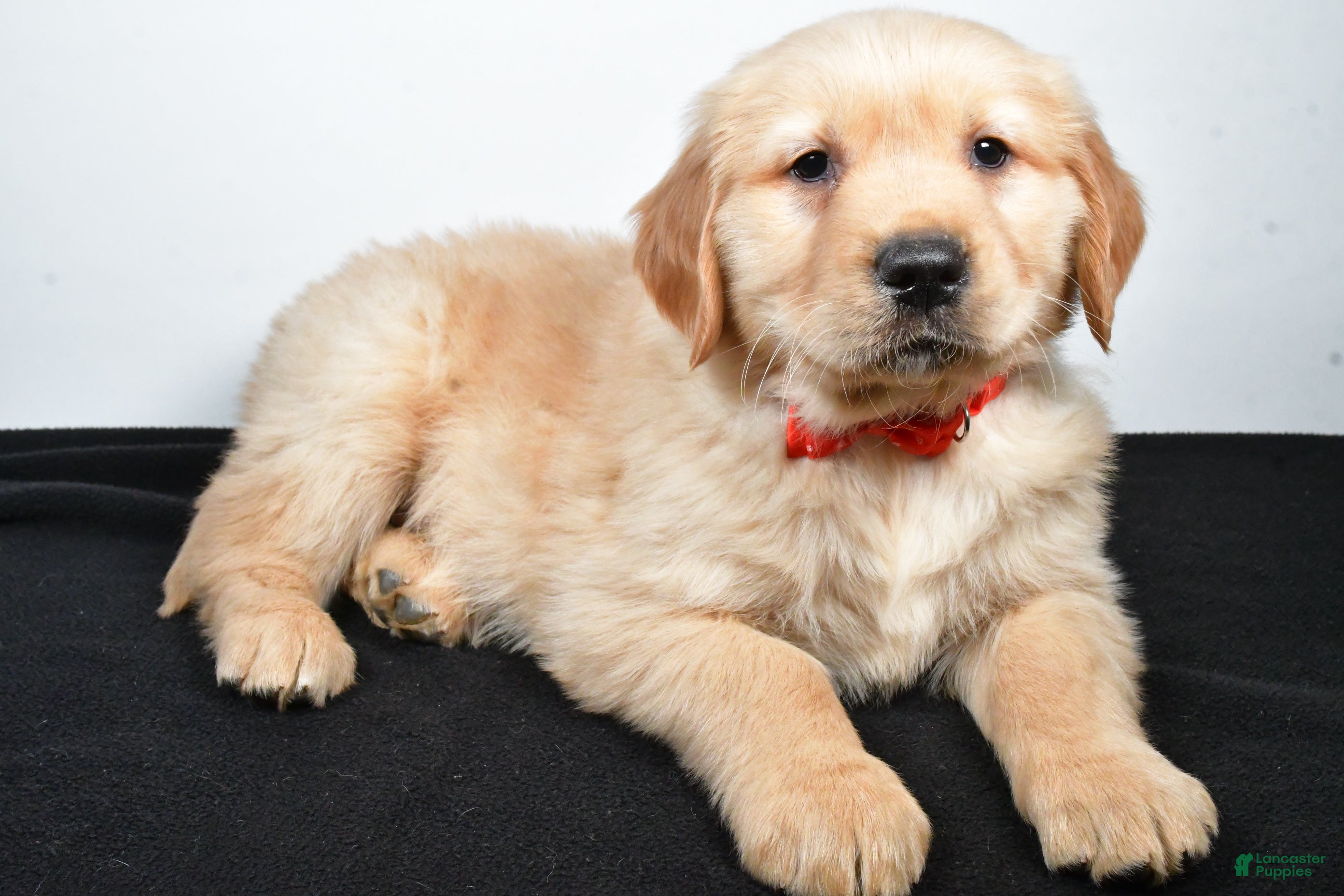 Golden Retriever dogs Jasper - Ad 1