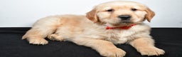 Golden Retriever dogs for sale: Jasper - Ad 5