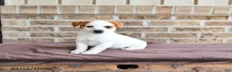Jack Russell Terrier dogs for sale: Skipper - Ad 3