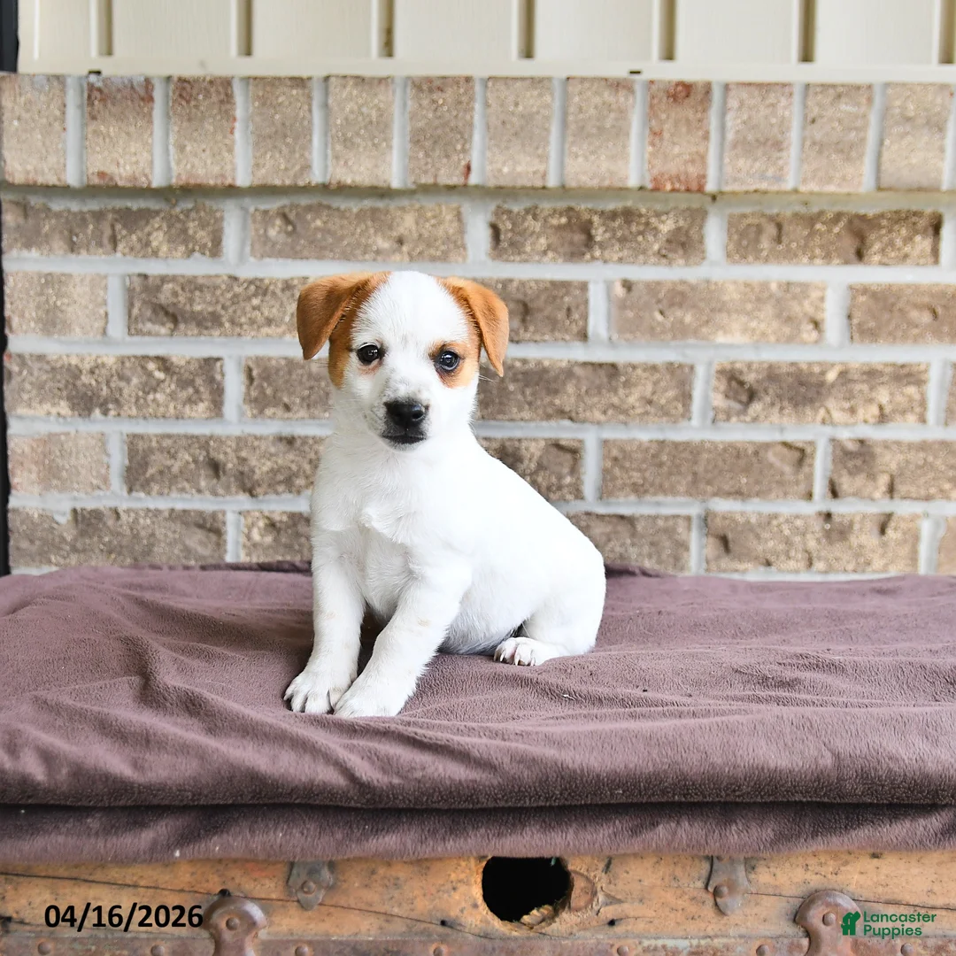 Jack Russell Terrier dogs for sale: Skipper - Ad 3
