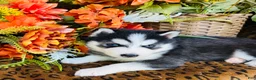 Siberian Husky dogs for sale: Valerie - Ad 6