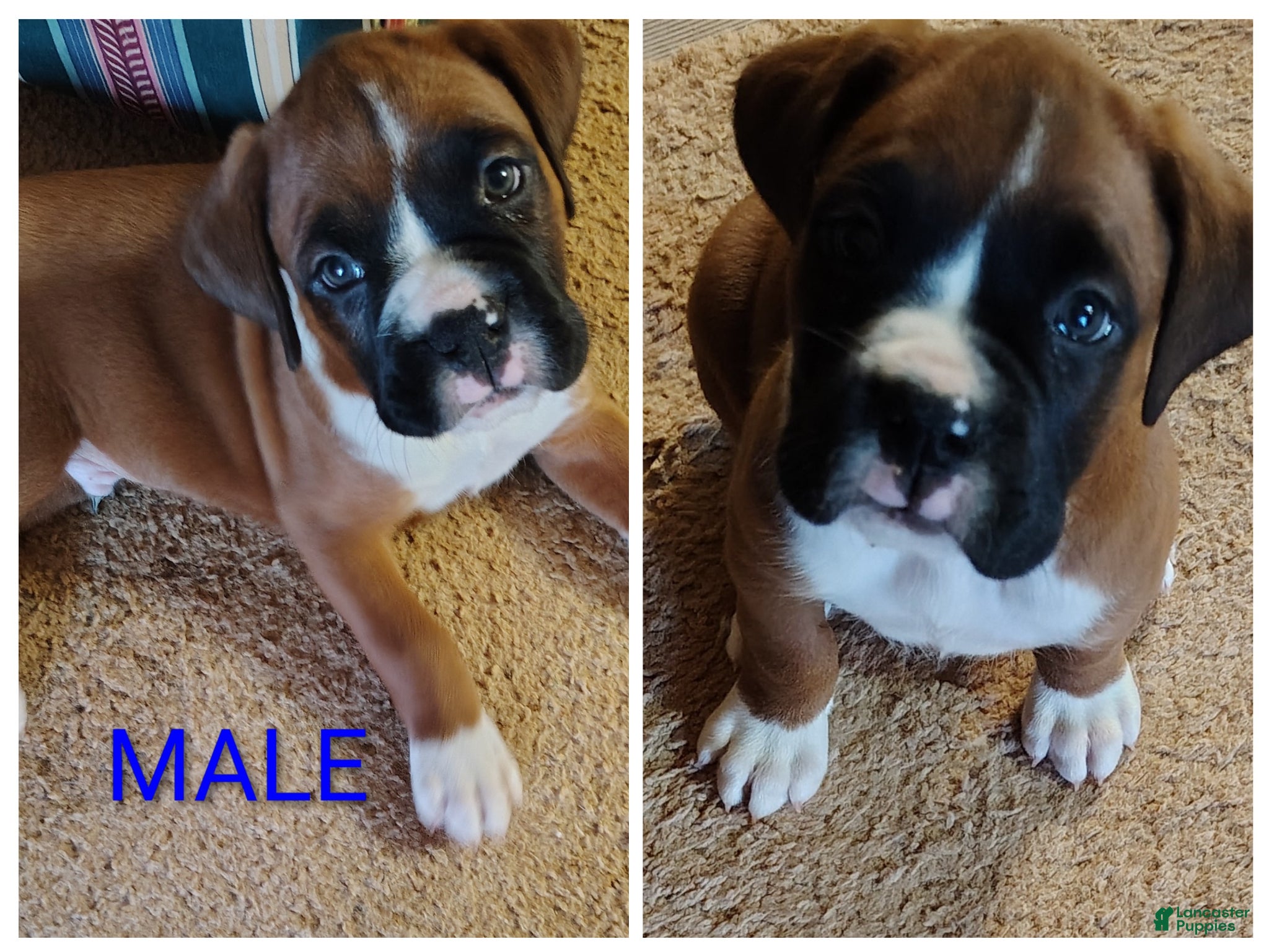 Boxer dogs Buddy - Ad 1