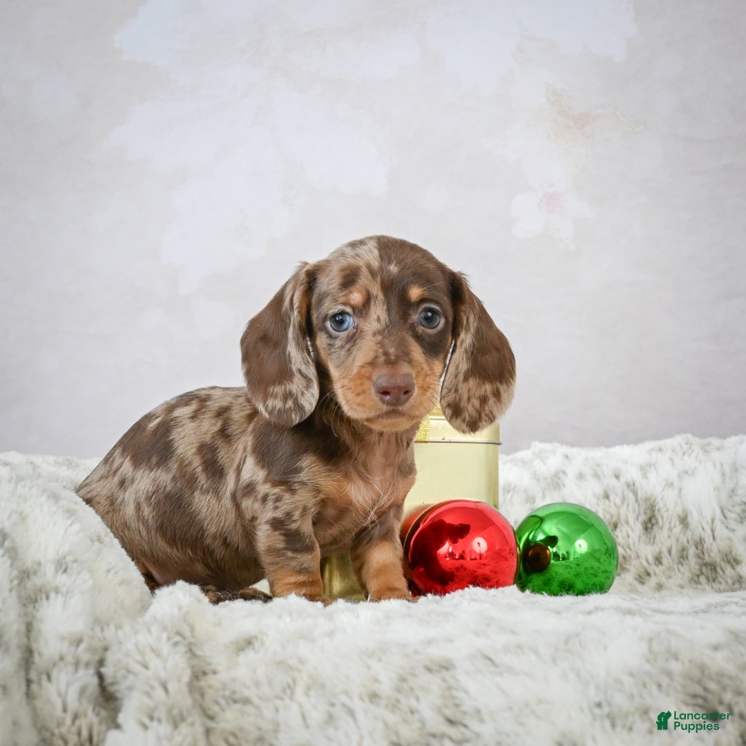 Miniature Dachshund dogs for sale: Elenore - Ad 7