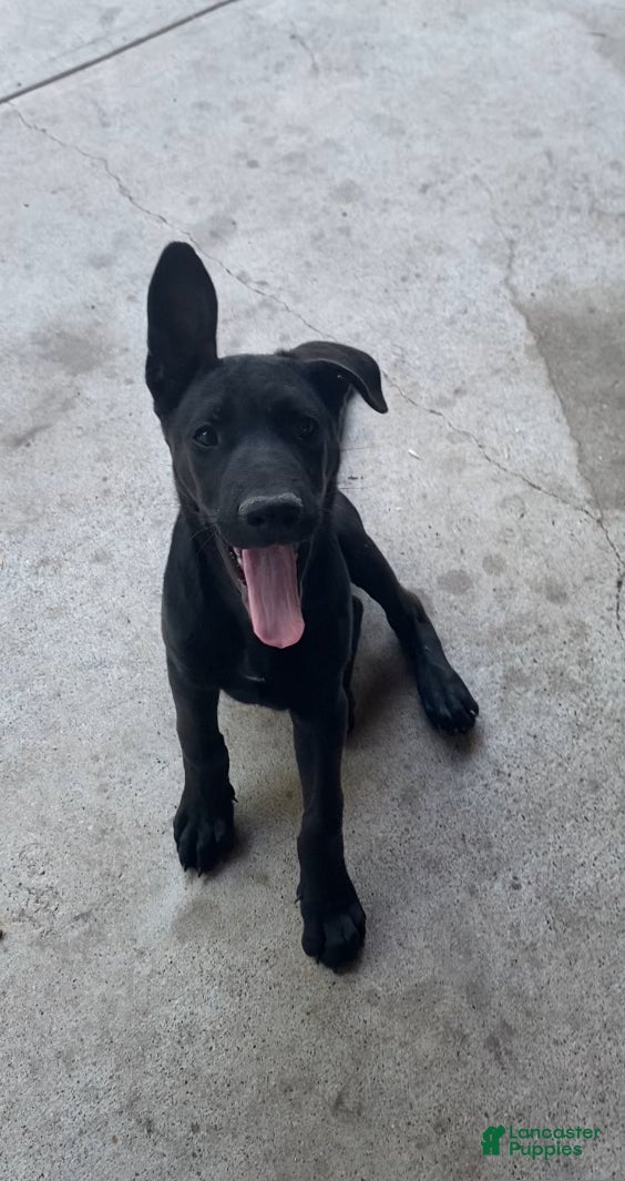 Mixed Breed dogs for sale: Mixed Breed Puppy 1 - Ad 4