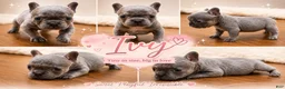 French Bulldog dogs for sale: 😍Ivy- Blue AKC French Bulldog Female | Ready Now! - Ad 3