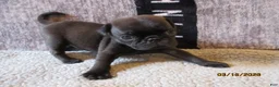 Pug dogs for sale: Pug Puppy 1 - Ad 7