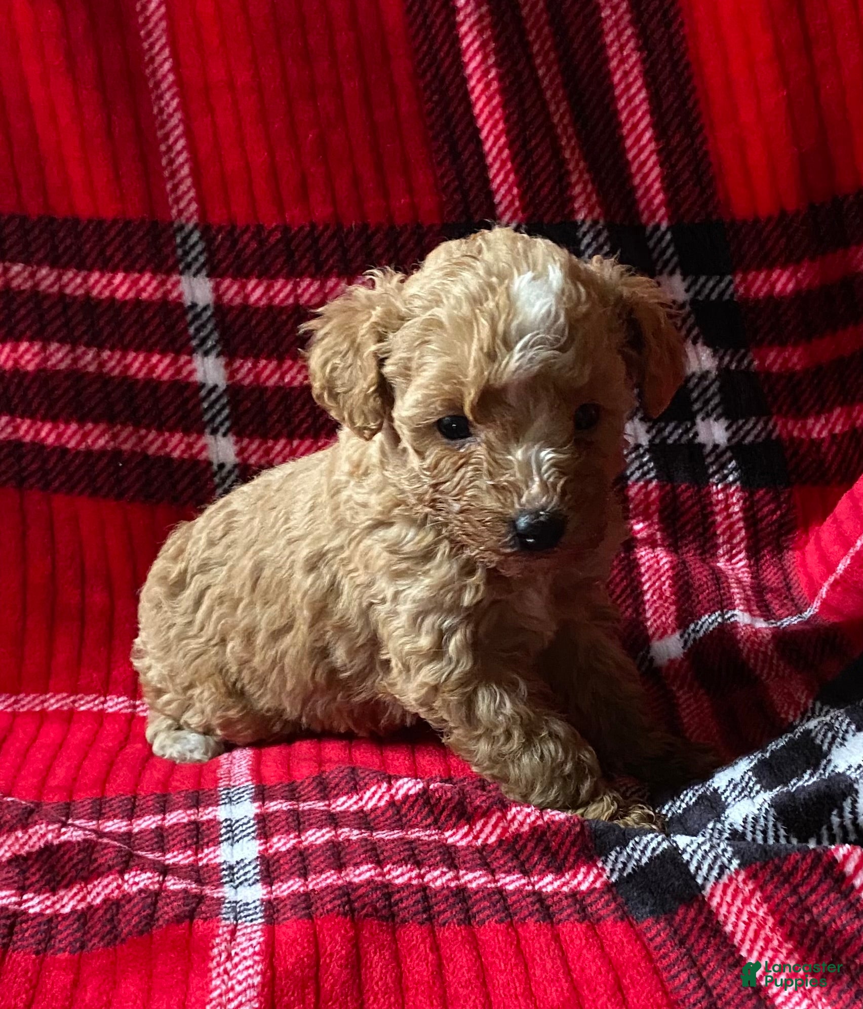 Mini Goldendoodle dogs Lula - Ad 10