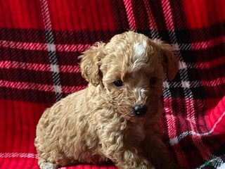 Mini Goldendoodle dogs Lula - Ad 10
