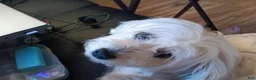 Soft Coated Wheaten Terrier dogs for sale: Soft Coated Wheaten Terrier 1 - Ad 2
