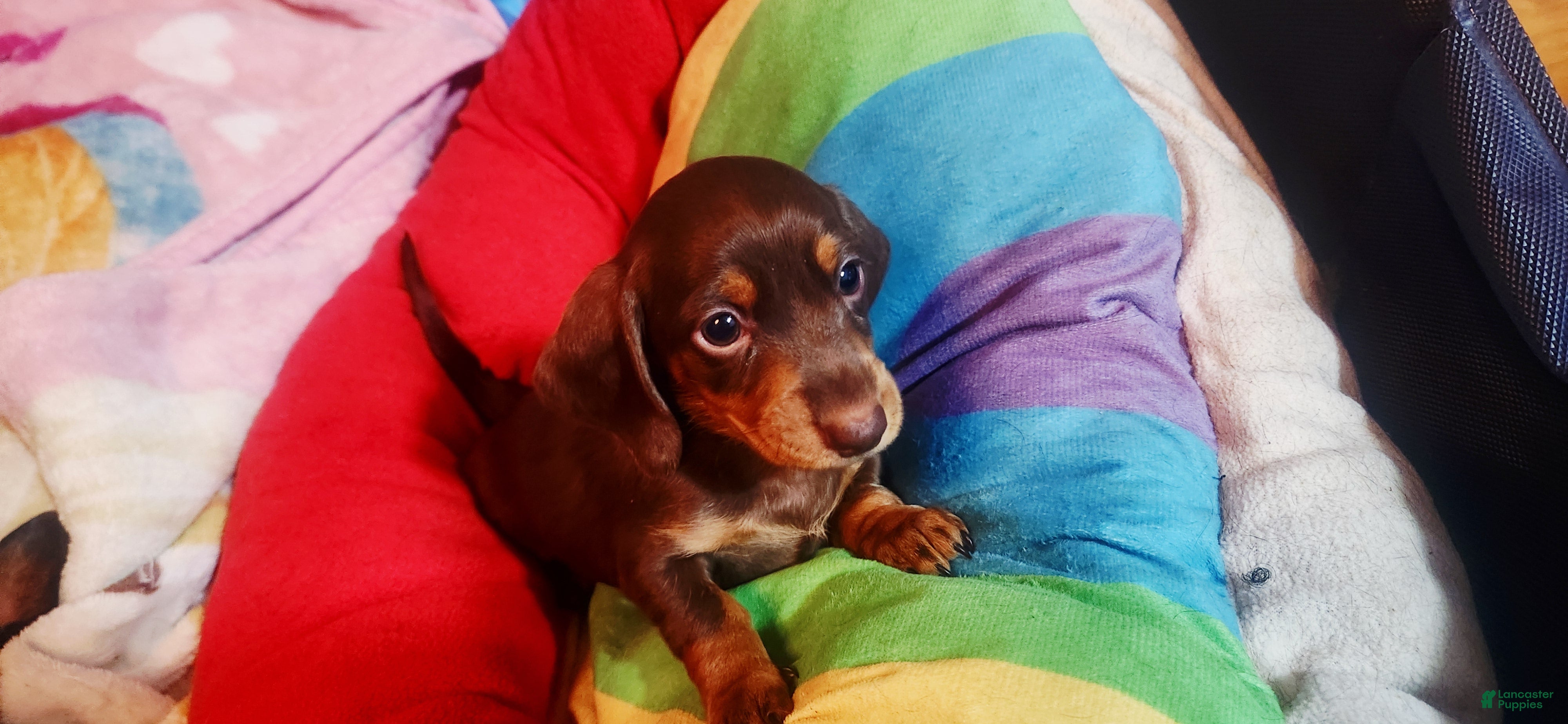 Dachshund dogs for sale: Dachshund Puppy Brownie - Ad 1