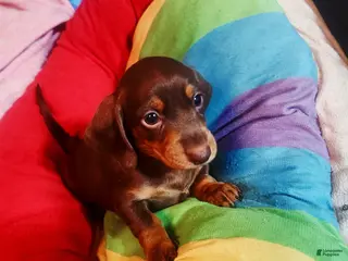 Dachshund dogs Dachshund Puppy Brownie - Ad 39