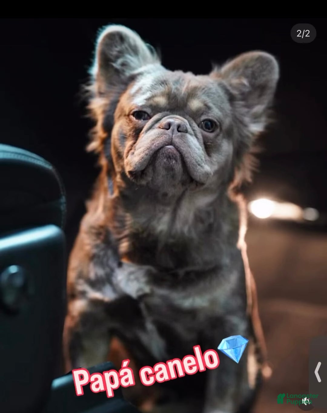 French Bulldog dogs for sale: Lala Female - Ad 5