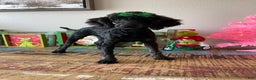 Miniature Poodle dogs for sale: Akc Clear Black Phantom Ellie - Ad 10