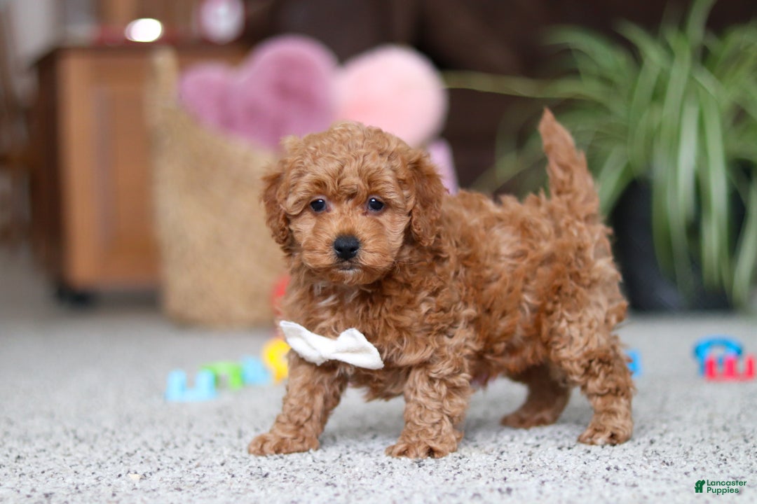Cavapoo dogs for sale: Asher - Ad 6