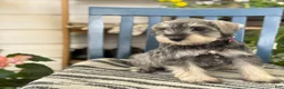 Miniature Schnauzer dogs for sale: Lilly - Ad 10