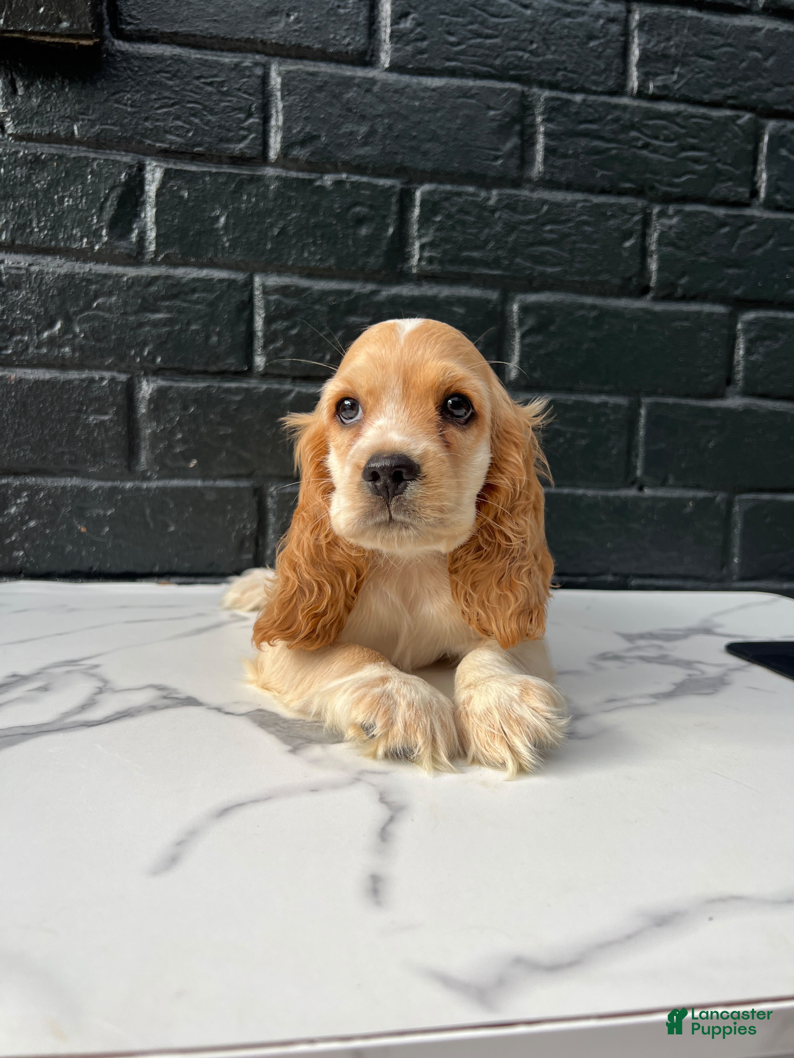 Cocker Spaniel dogs 🧡🤍Theo🧡🤍 - Ad 39