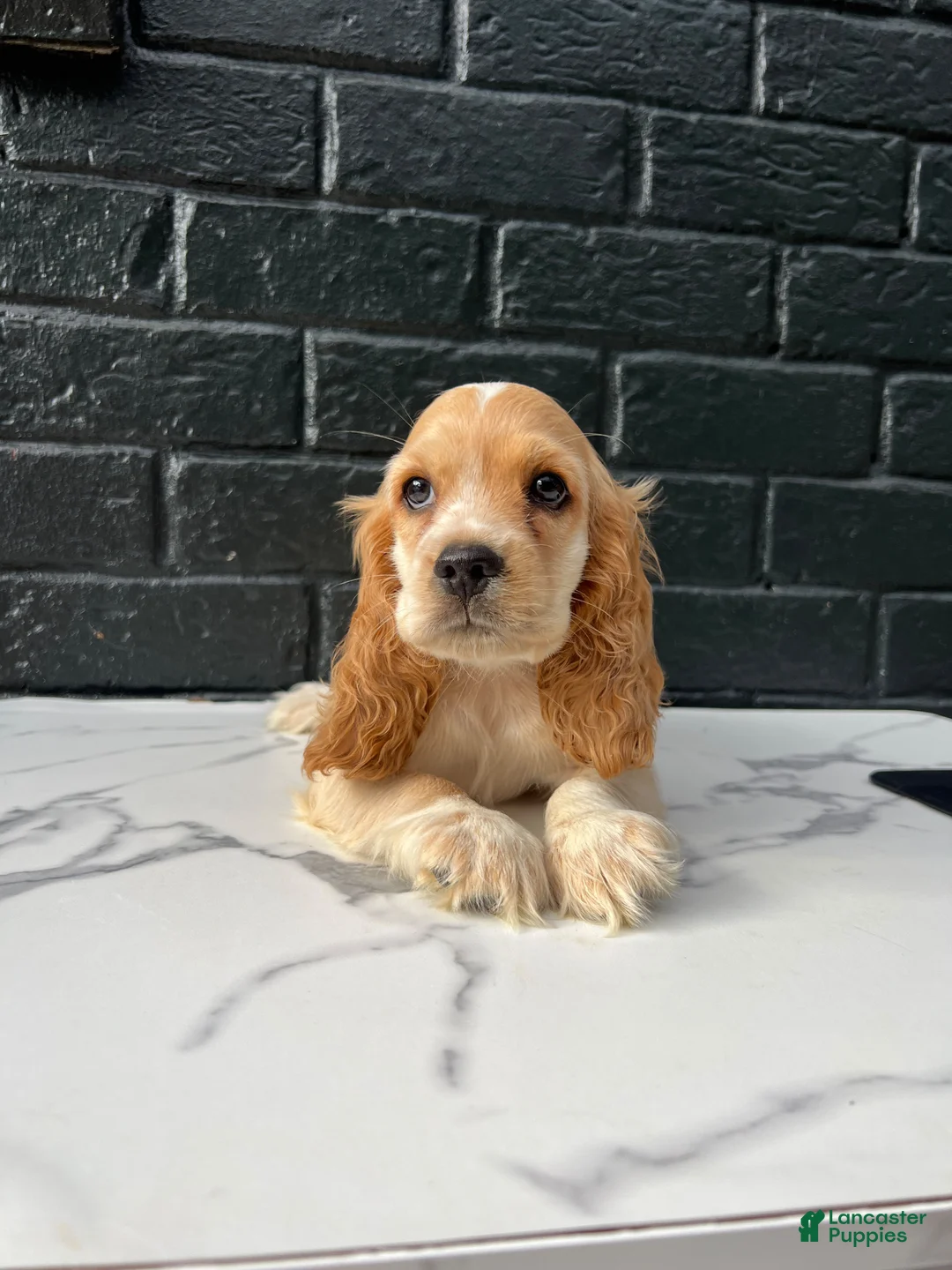Cocker Spaniel dogs for sale: 🧡🤍Theo🧡🤍 - Ad 1