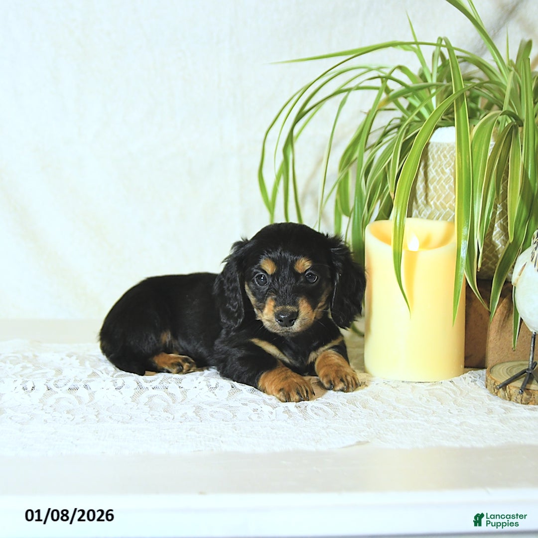 Miniature Dachshund dogs for sale: Nolan - Ad 4