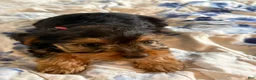 Yorkshire Terrier dogs for sale: Tiny Sasha  - Ad 4