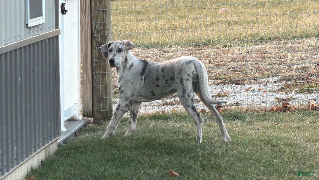 Great Dane dogs for sale: Wendy - Ad 4